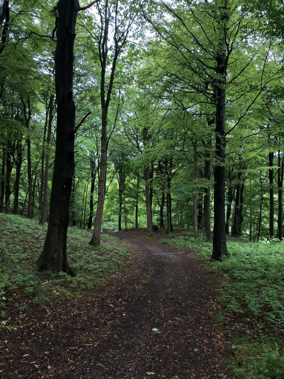 Grass Woods, Grassington - Little Miss Yorkshire