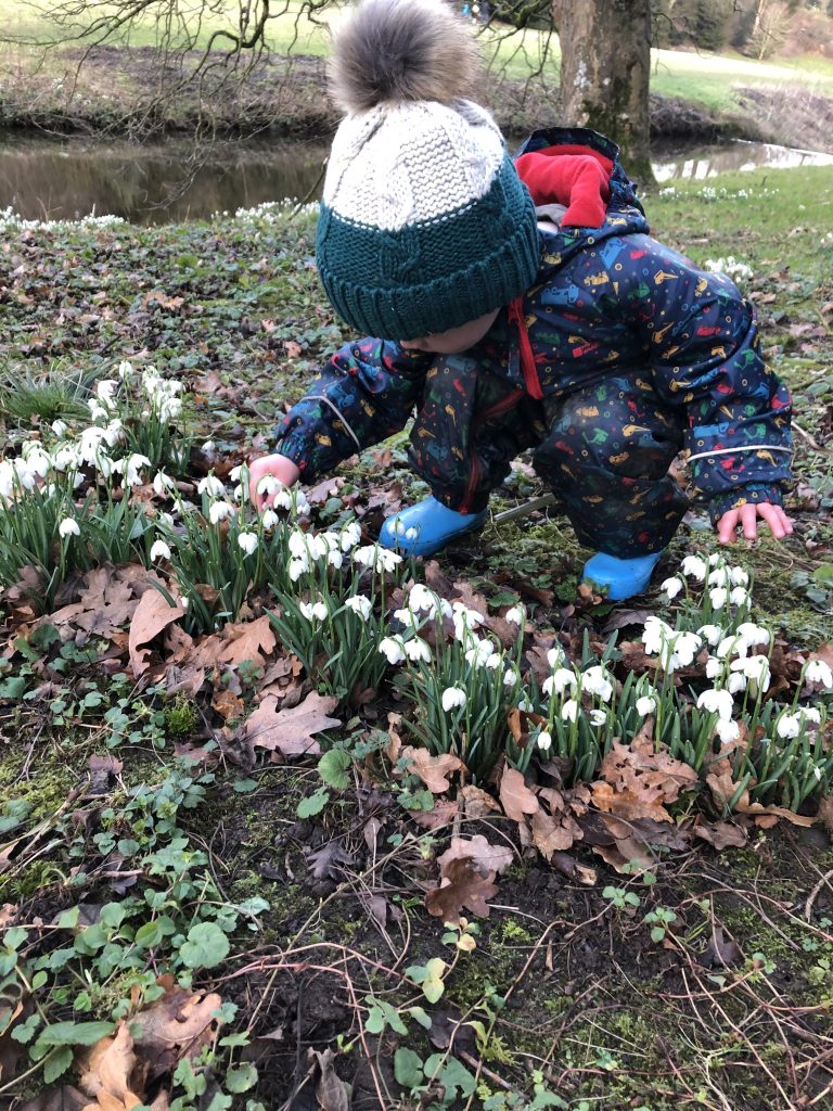 winter time - snow drops