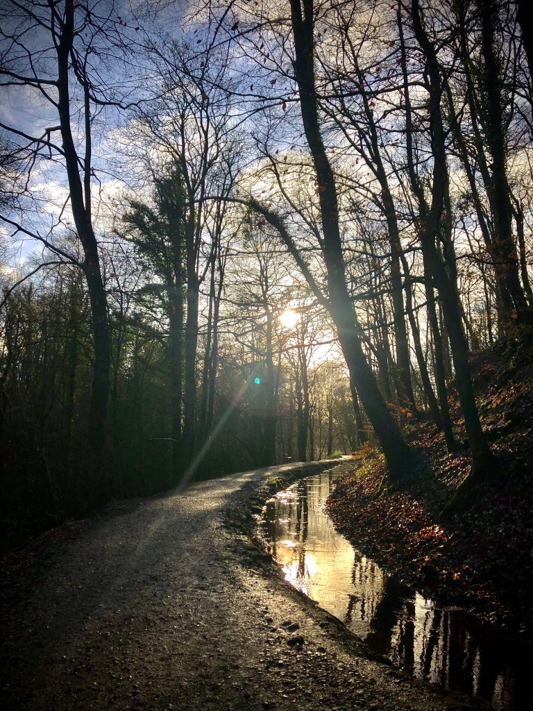 skipton woods in low light