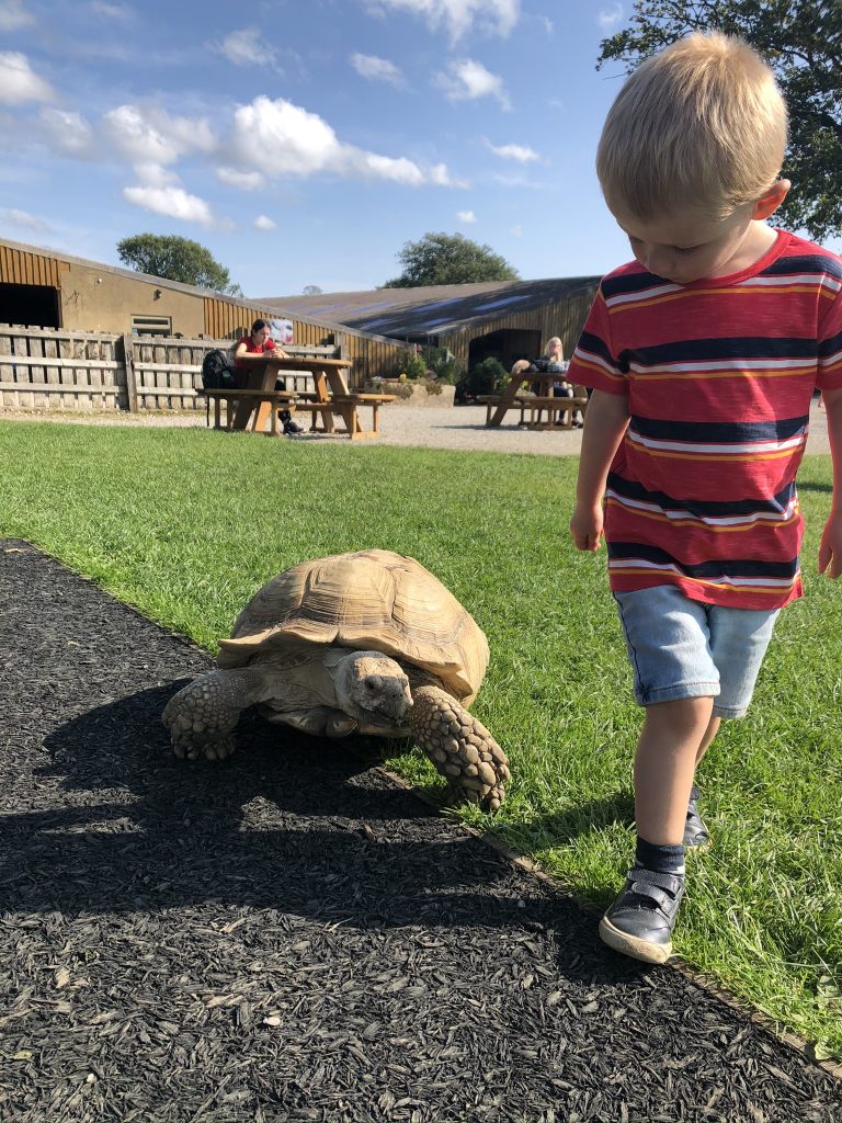 giant tortoise