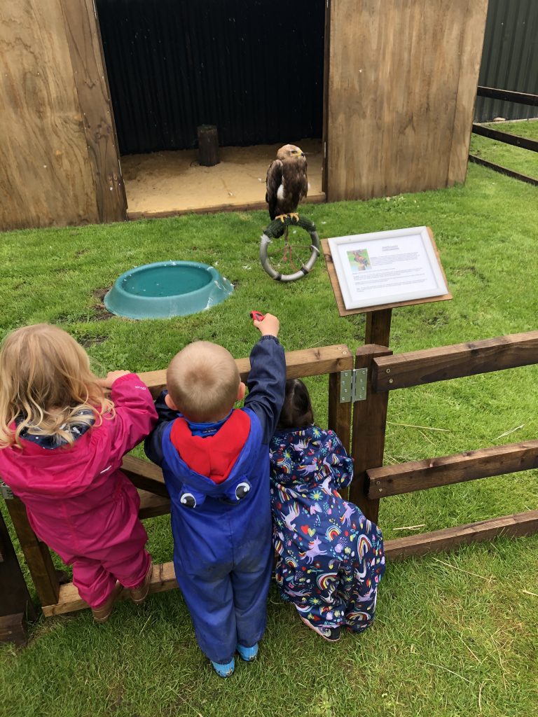 Birds of Prey at Thorp Perrow