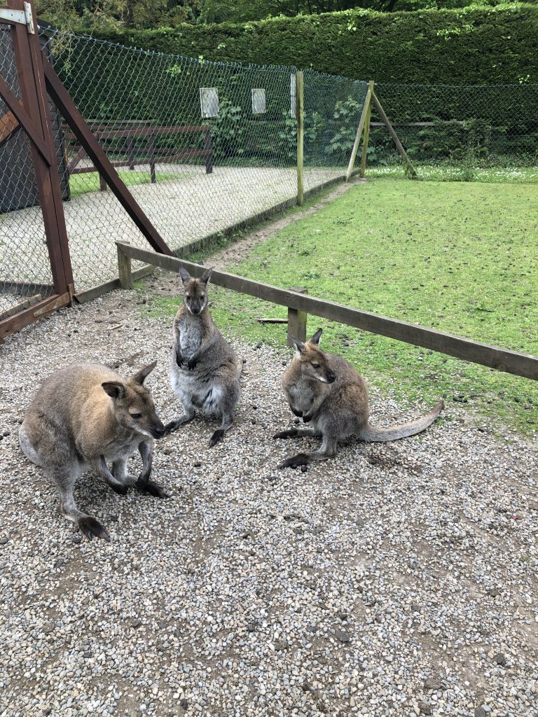Wallaby enclosure at Thorp Perrow