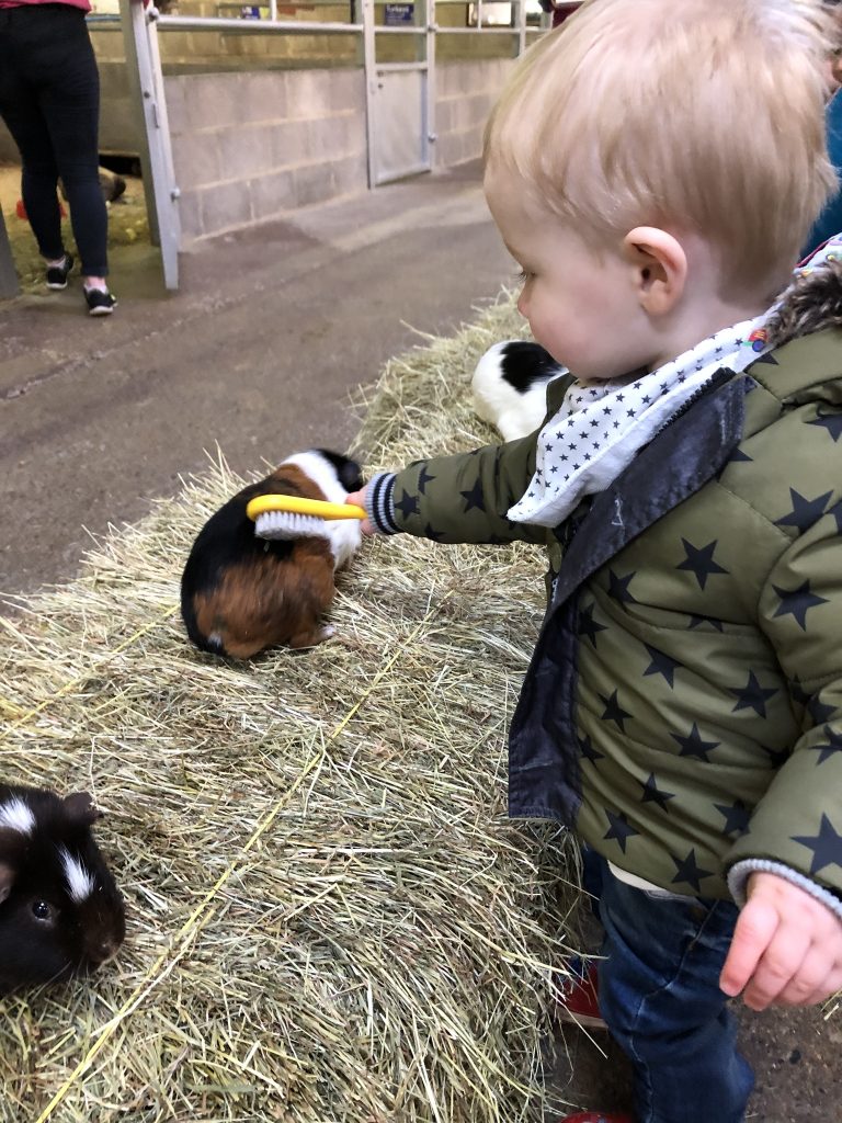 guinea pig brushing