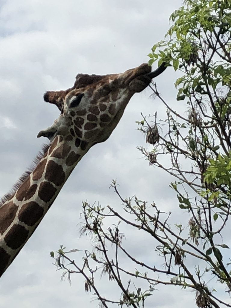 Giraffe close up at the Wildlife Park