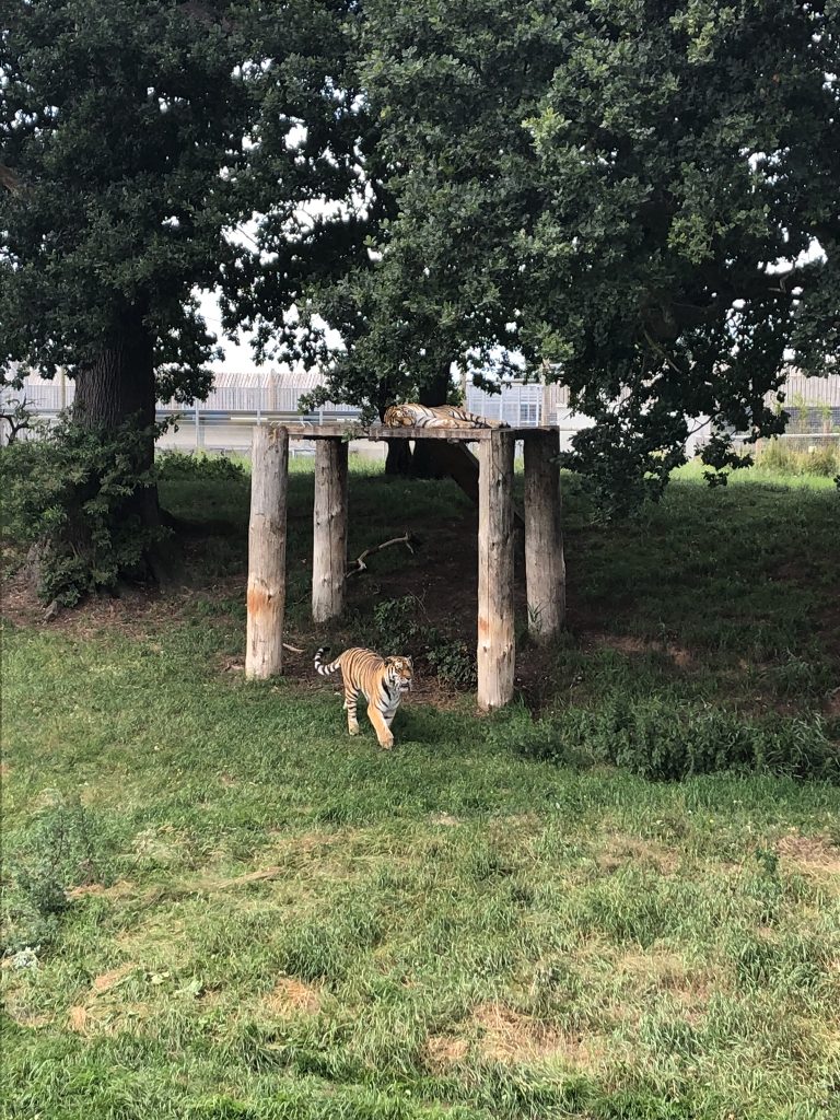 Tigers at the Wldlife Park