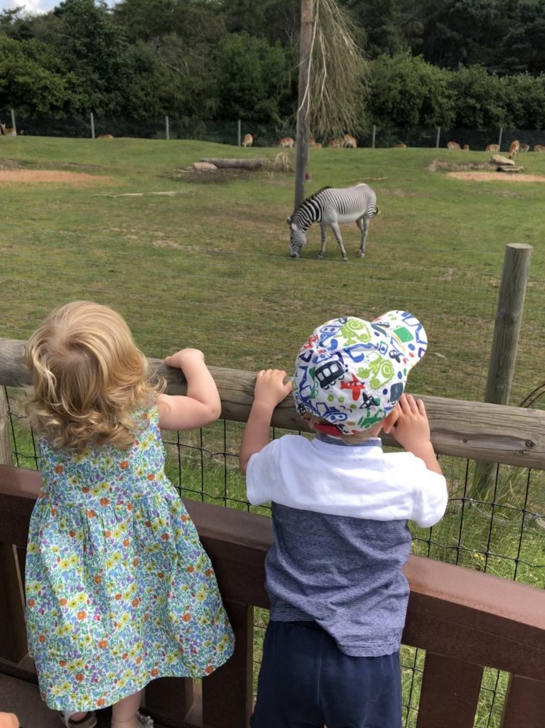 Checking out the zebras at the Wildlife Park