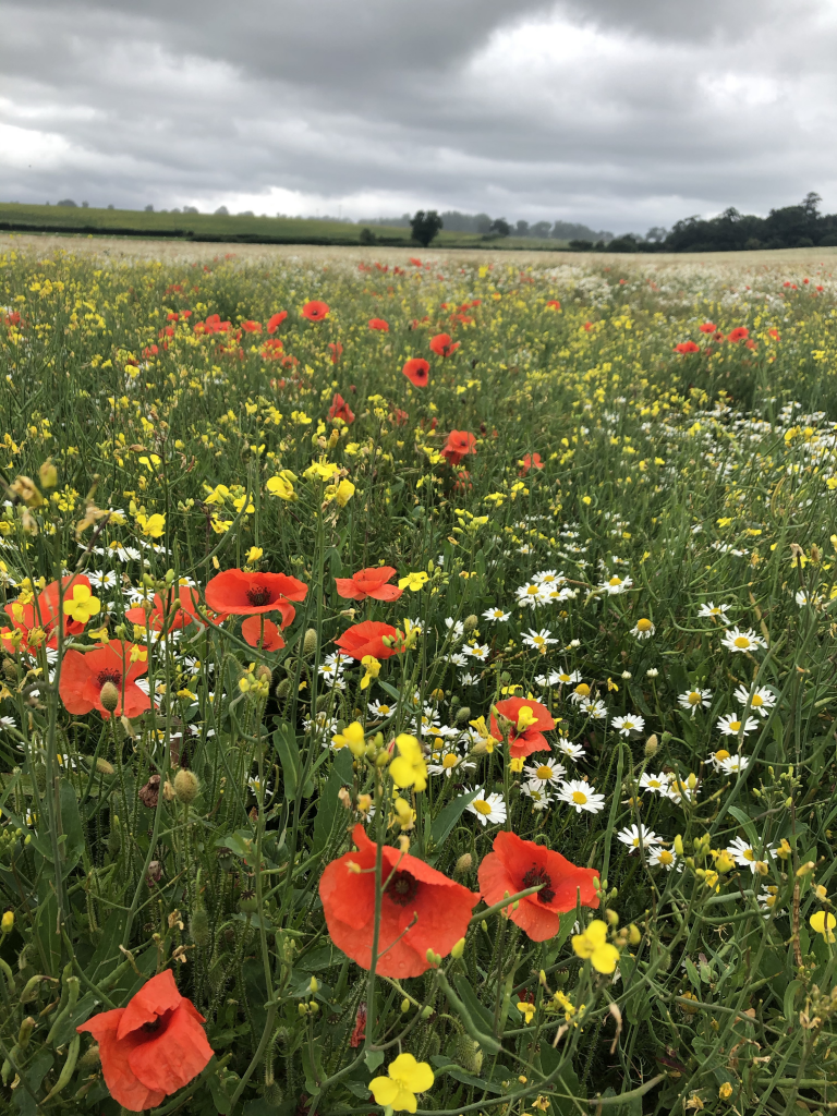 wildflower field near bedale