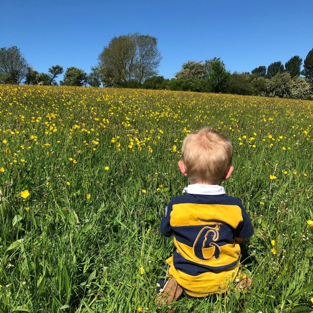 a sea of yellow in gaw flat meadow