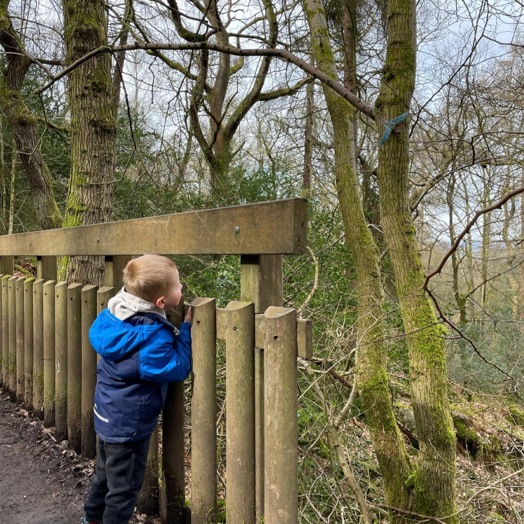 Dinosaur spotting in Hebers Ghyll wood