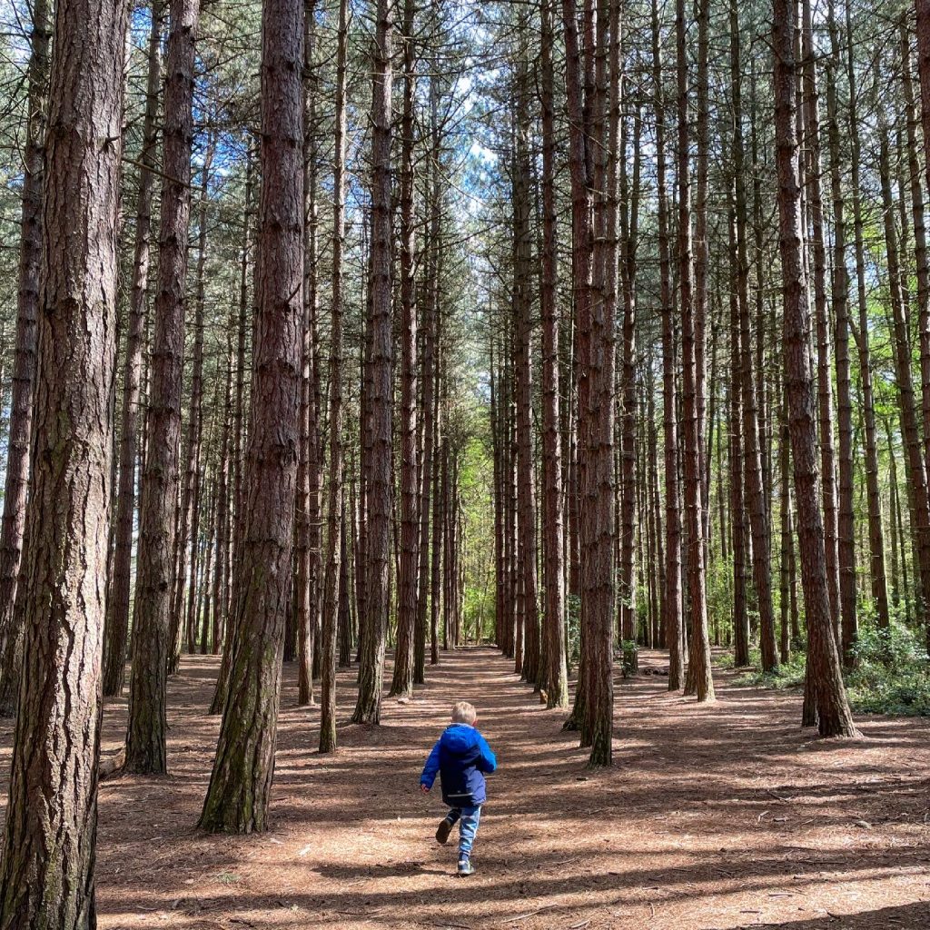 woodland at newmillerdam