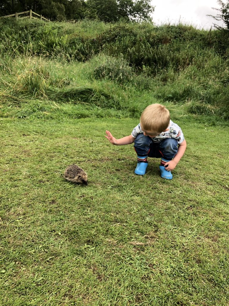 hello mr hedgehog