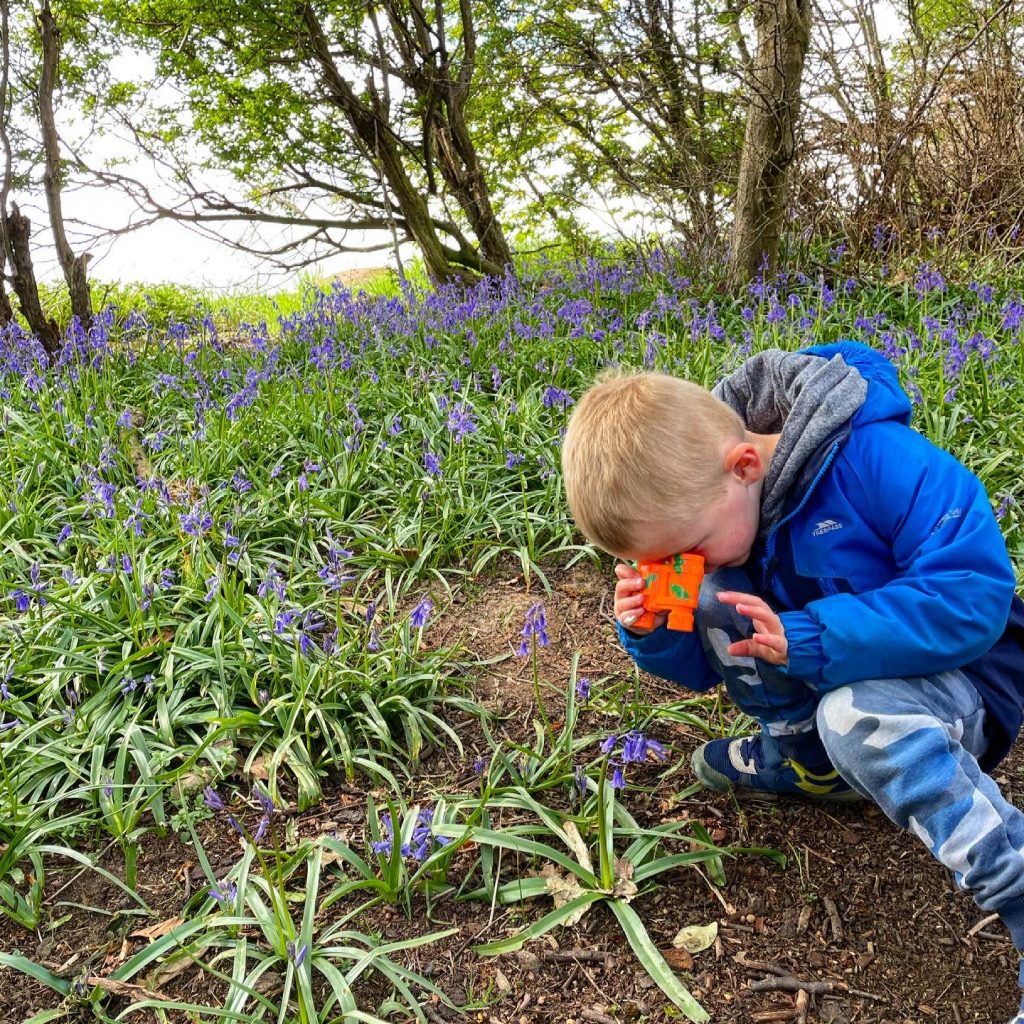 bluebells at newmillerdam gone roam