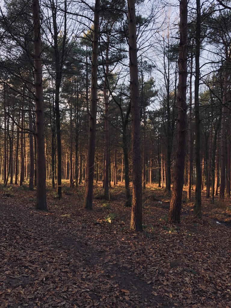 otley chevin woodland