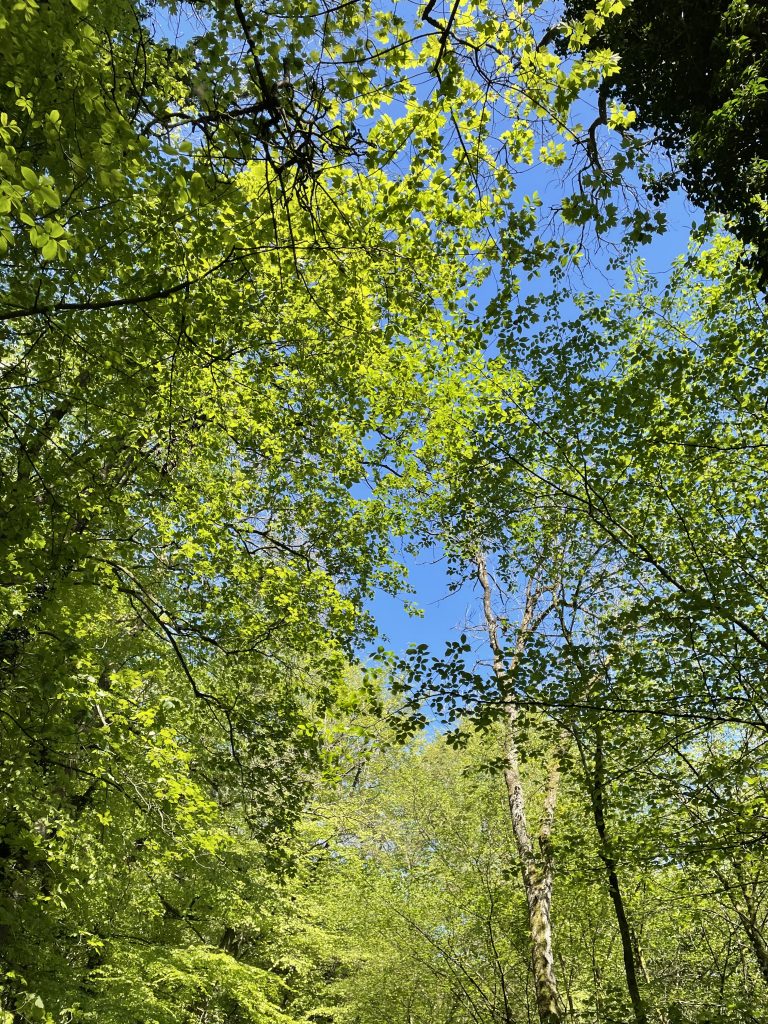 noticing light, colour and shades on skipton woods wellness walk