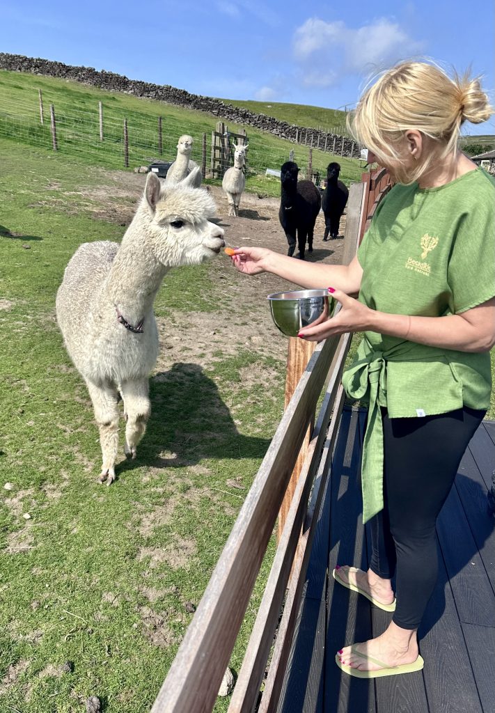 feeding the alpacas
